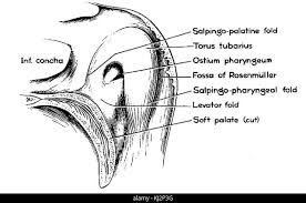 Salpingopharyngealfalte