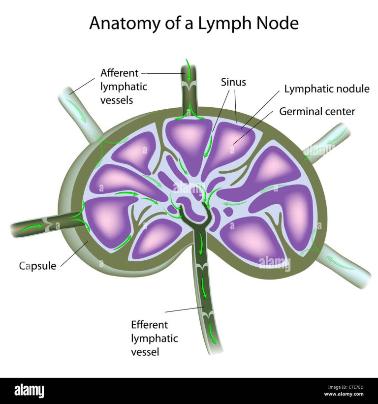 Lymph Nodes