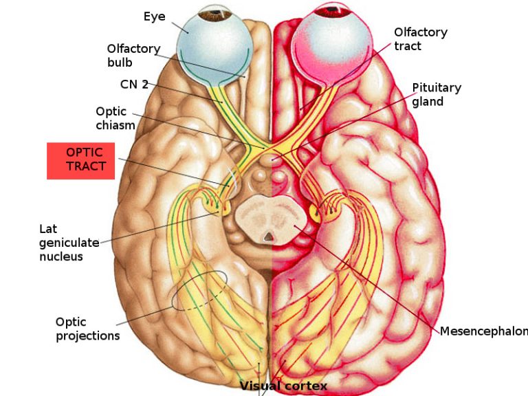 Optic Chiasm