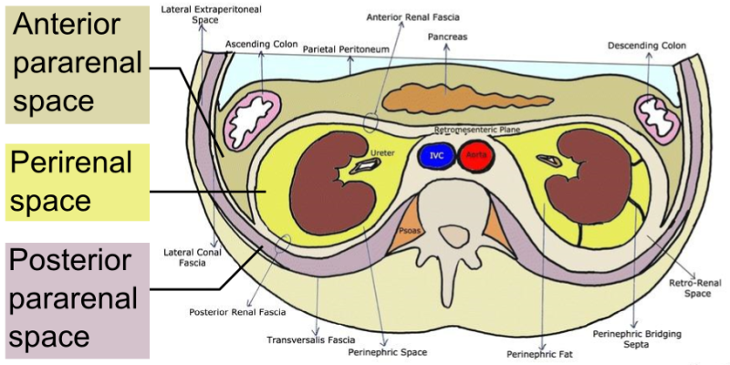 Retroperitoneum