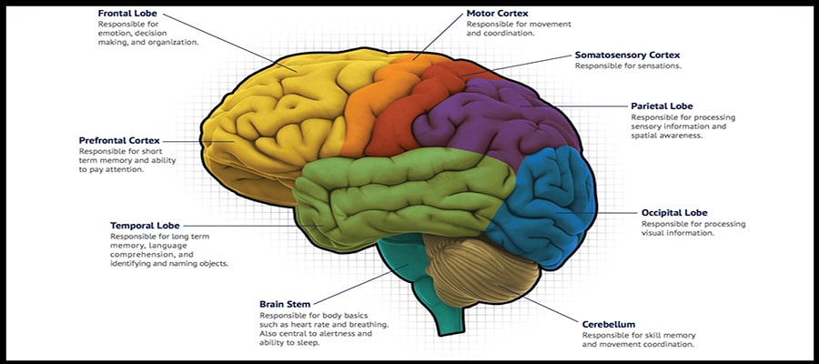 Brain mapping