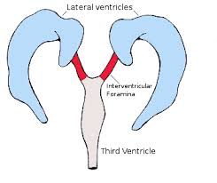 Interventricular Foramina Foramen Of Monro Interventricular Foramina Foramen Of Monro