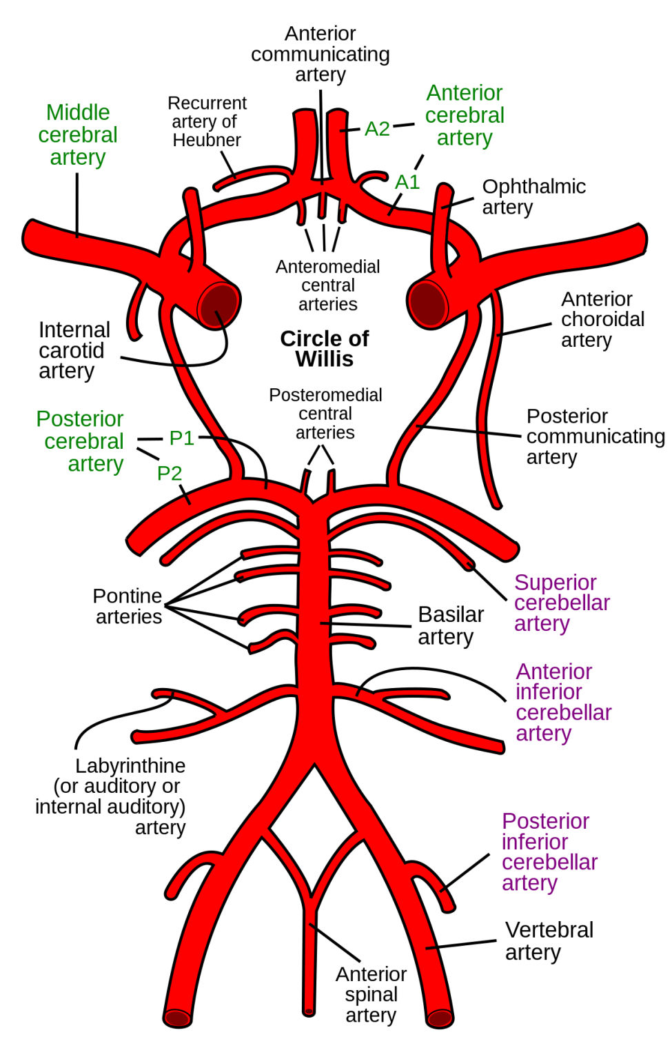 Circle of willis