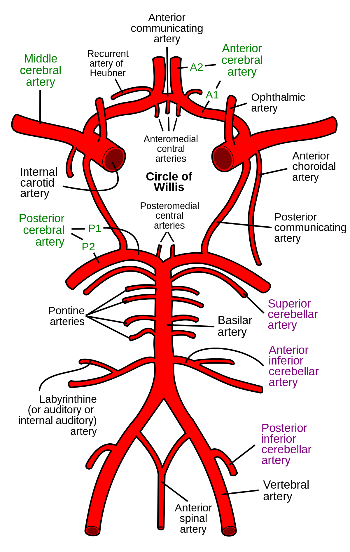 Circle of willis