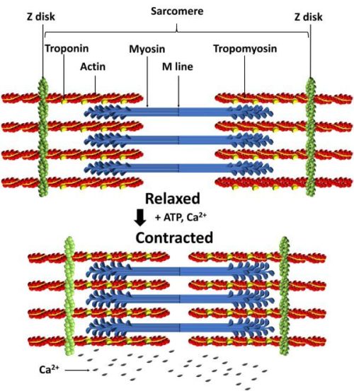 Actin and myosin