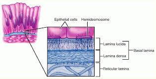 Basal Lamina Basal Lamina