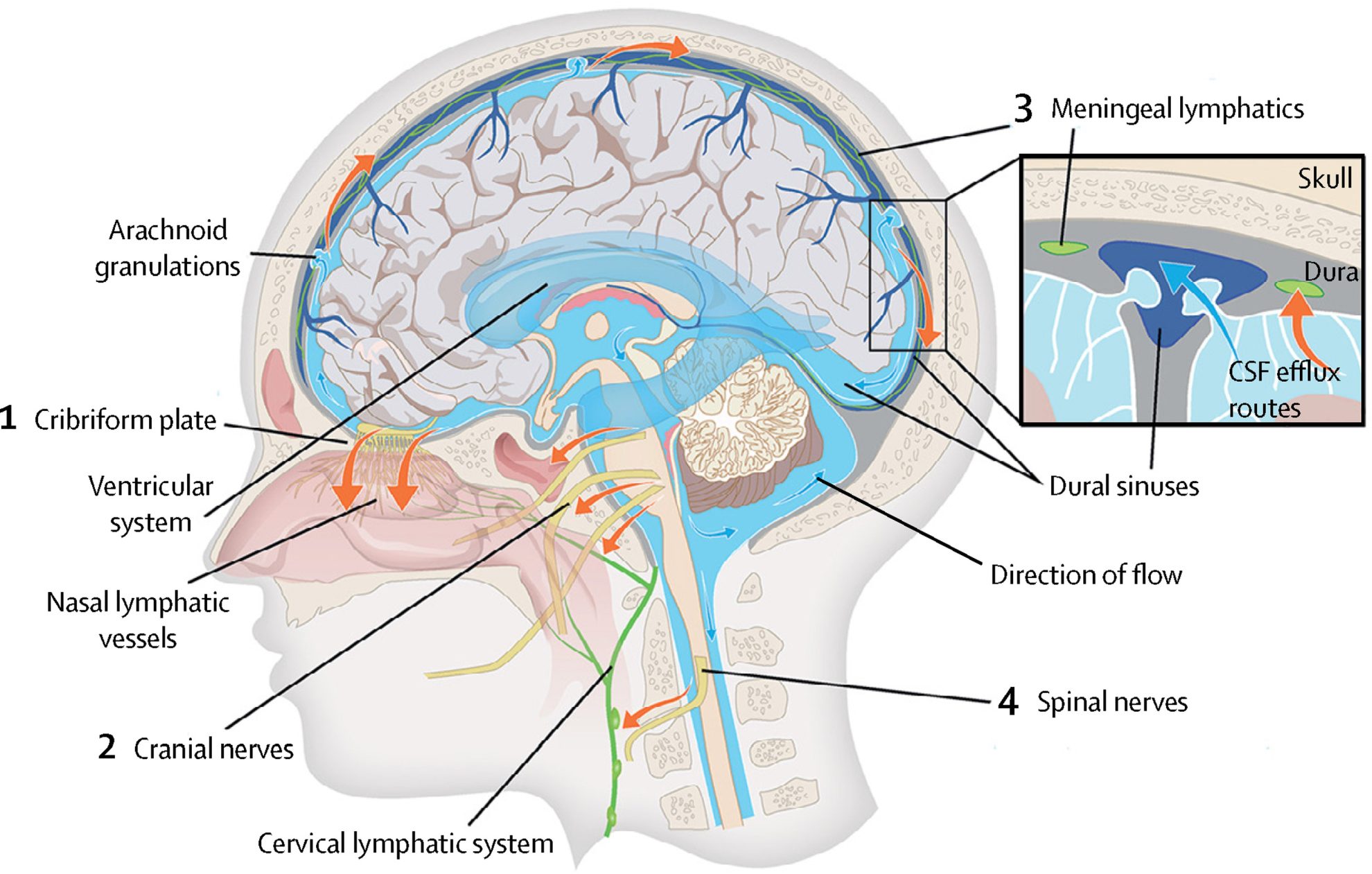 Glymphatic System