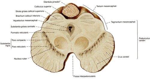 Pars compacta