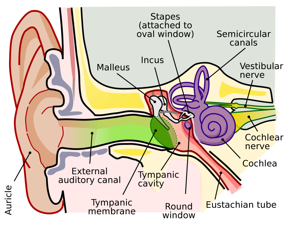 middle-ear