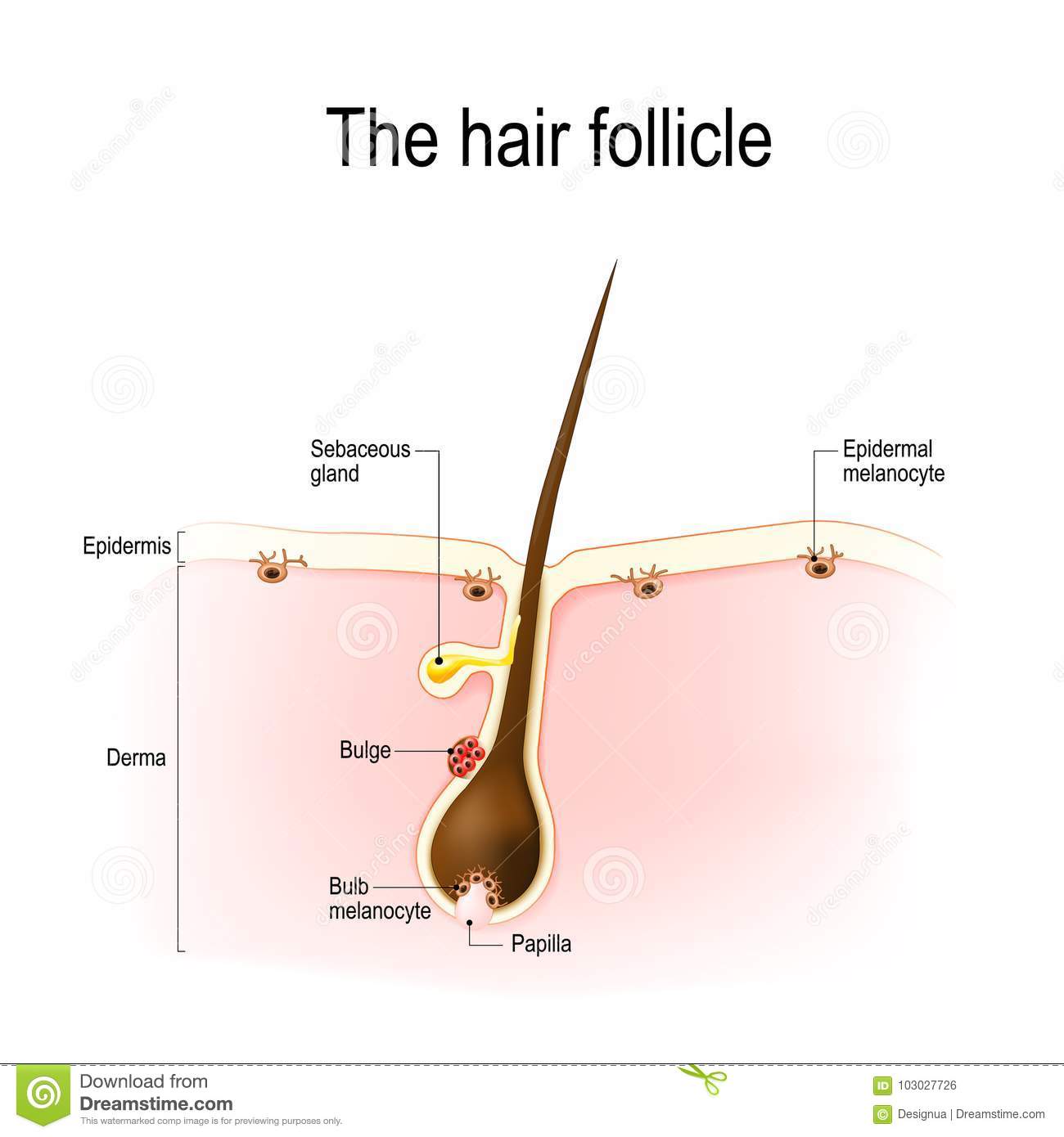 Hair follicle