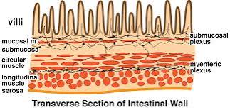 The submucosal plexus (Meissner’s plexus)