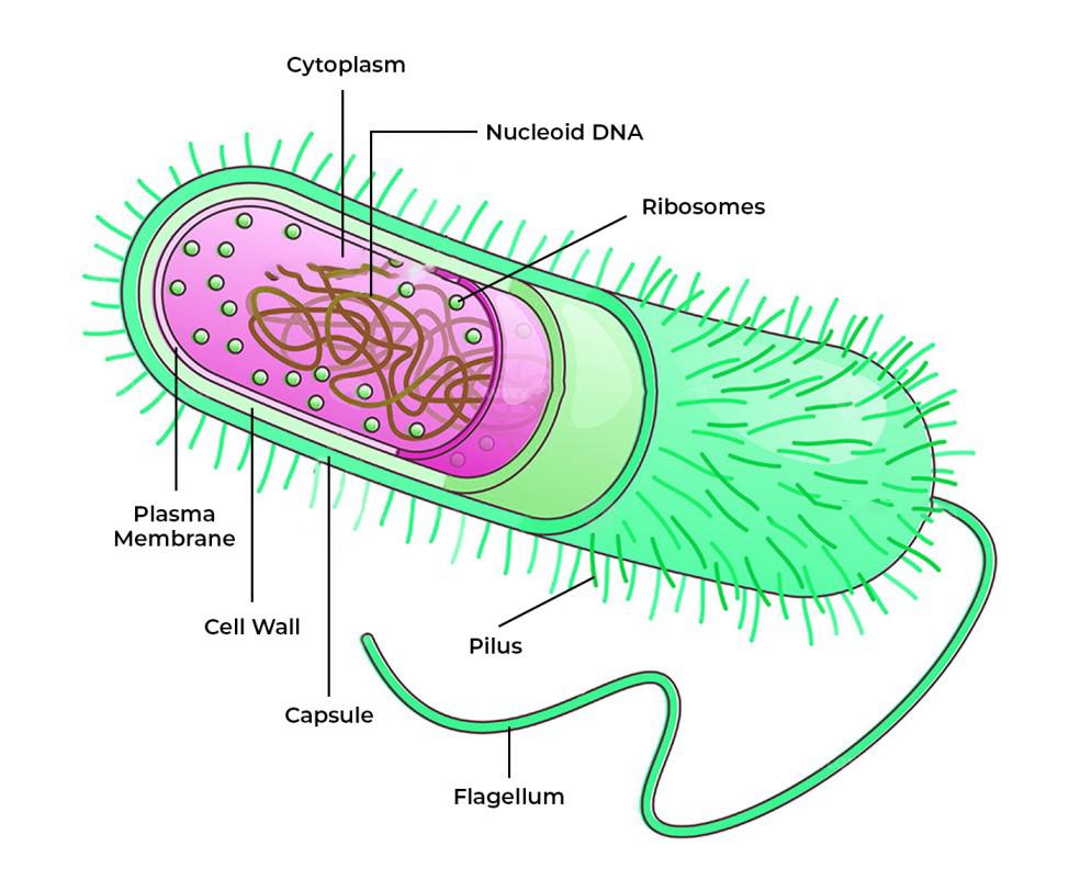 Archaea