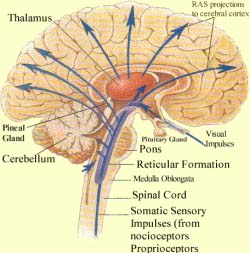 parts of the brain reticular formation