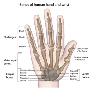 sesamoid bone hand