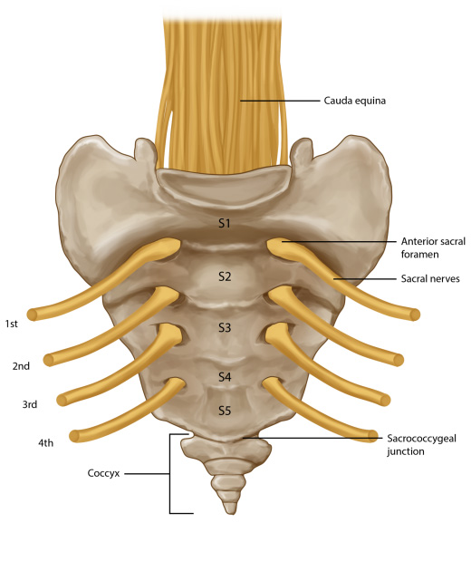 Tailbone Pain- Could It Be The Coccygeus? — Flow Rehab