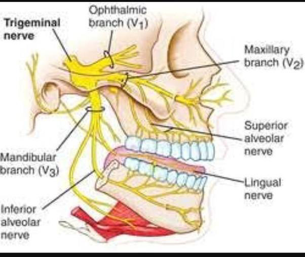 The distribution of the mandibular nerve and its branches in the