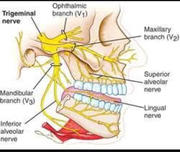 Infratemporal Fossa Branches of Mandibular Nerve (CN V3) Diagram