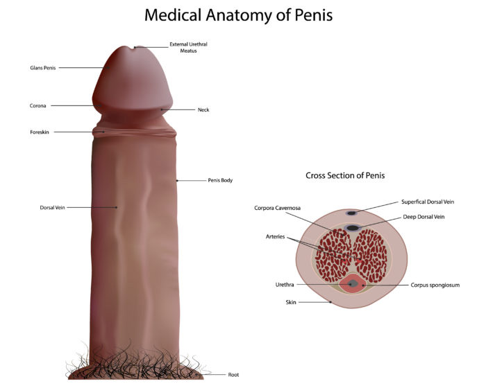 What is the penis?