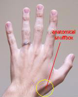 PT flashcards on X: THE WRIST AND HAND: ANATOMICAL SNUFFBOX 💡 ◦The  “anatomic snuffbox” is an important area. It is a skin depression that lies  distal to the styloid process of the