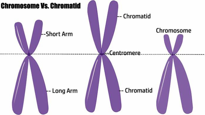 Centromere Types Of Chromosomes
