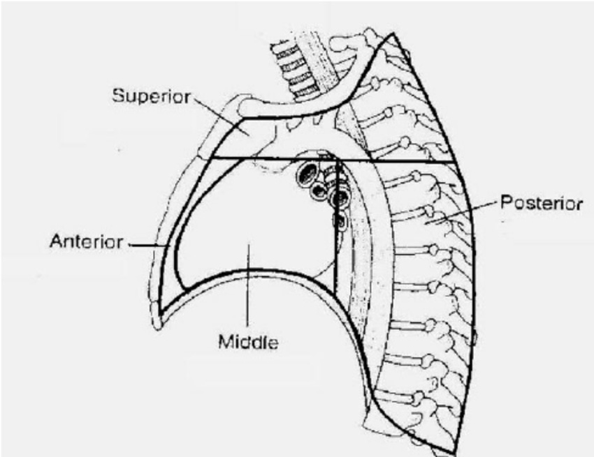 anterior mediastinum contents