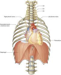 phrenic and vagus nerve