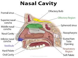 parts of the nasal cavity